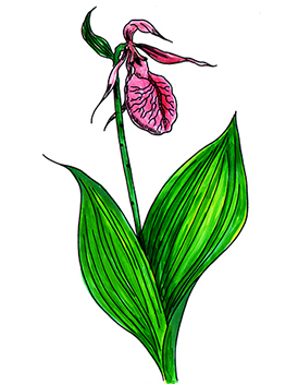 꽃스탬실33-개불알꽃(모카신꽃)Pink Ladys Slipper Moccasin Flower