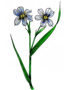 꽃스탬실34-등심붓꽃(대청부채) Pointed Blue-eyed Grass