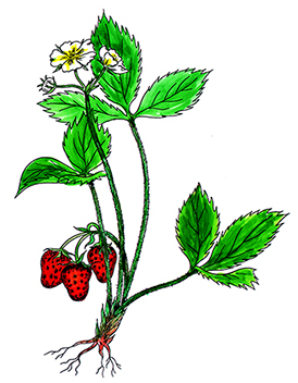 꽃스탬실35-딸기꽃 Virginia Strawberry