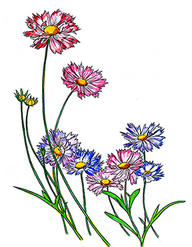 꽃스탬실40-큰금계국꽃-Coreopsis