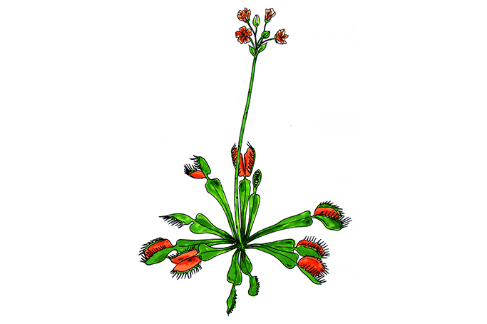 꽃스탬실04-파리지옥풀 Venus Flytrap