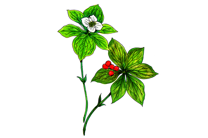 꽃스탬실14-산딸나무 Bunchberry