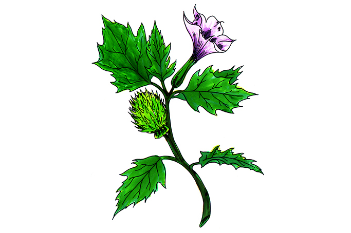 꽃스탬실17-흰돌말풀 Jimsonweed,Common Thorn Apple