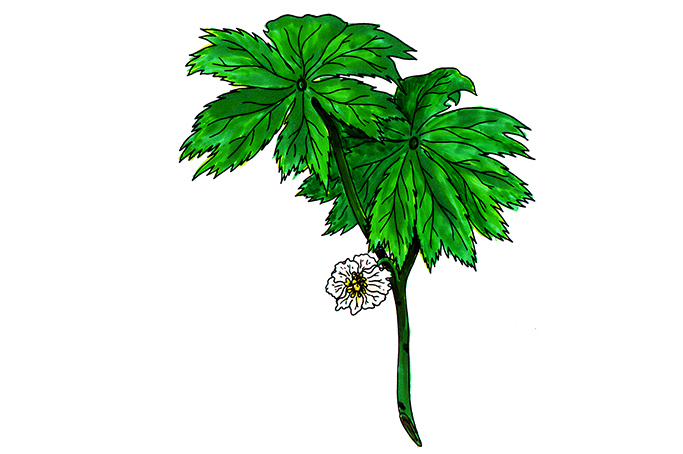 꽃스탬실18-포도필룸속의식물 Mayapple