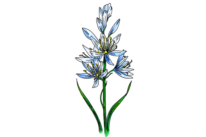 꽃스탬실21-히아신스 Wild Hyacinth