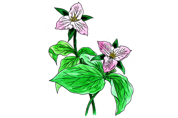 꽃스탬실26-연령초 Large-Flowered Trillium