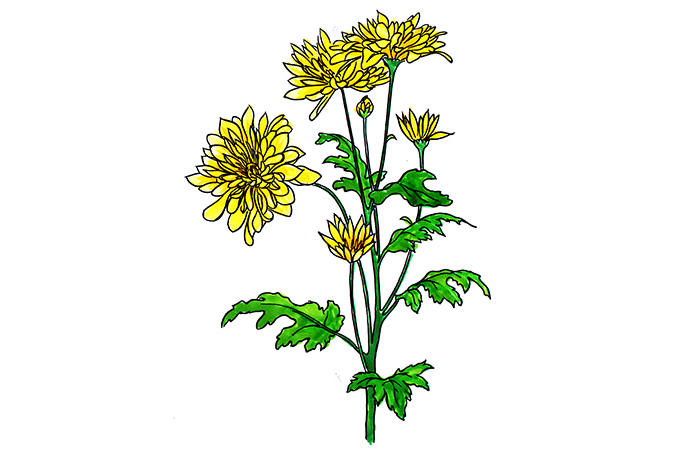꽃스탬실28-국화-Chrysanthemum