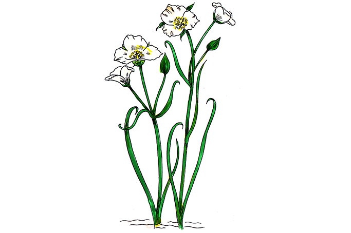꽃스탬실31-나비나리 Sego lily
