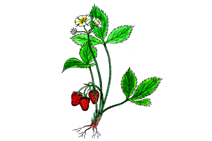 꽃스탬실35-딸기꽃 Virginia Strawberry