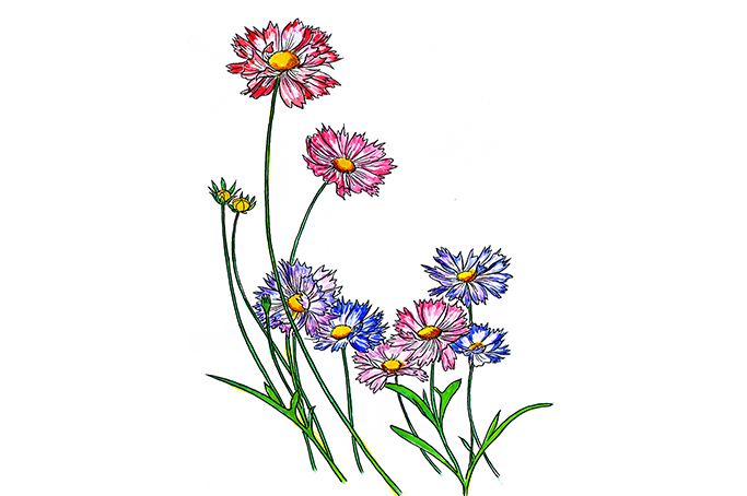 꽃스탬실40-큰금계국꽃-Coreopsis