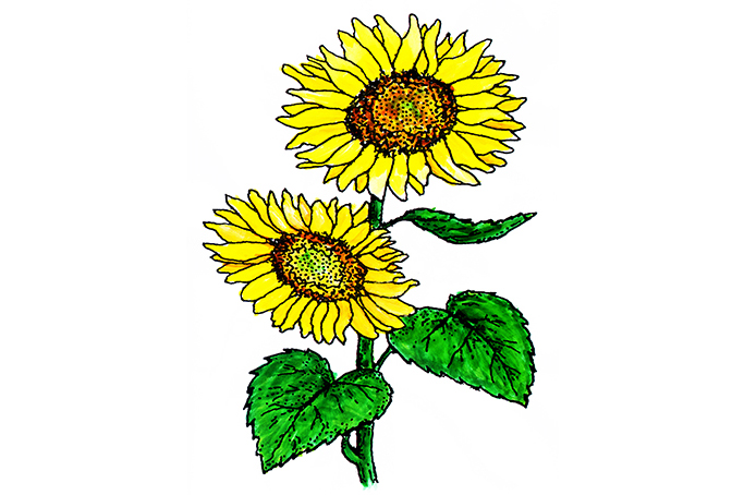 꽃스탬실42-해바라기꽃 Sunflower