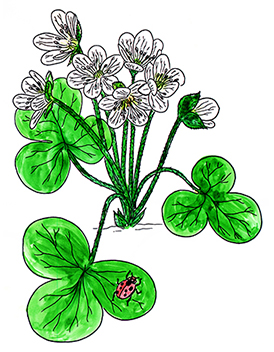 꽃스탬실38-노루귀꽃 Round-lobed Hepatica